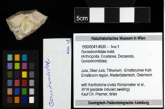 Foto (Objekt + Etiketten) von Goniodromitidae indet. 